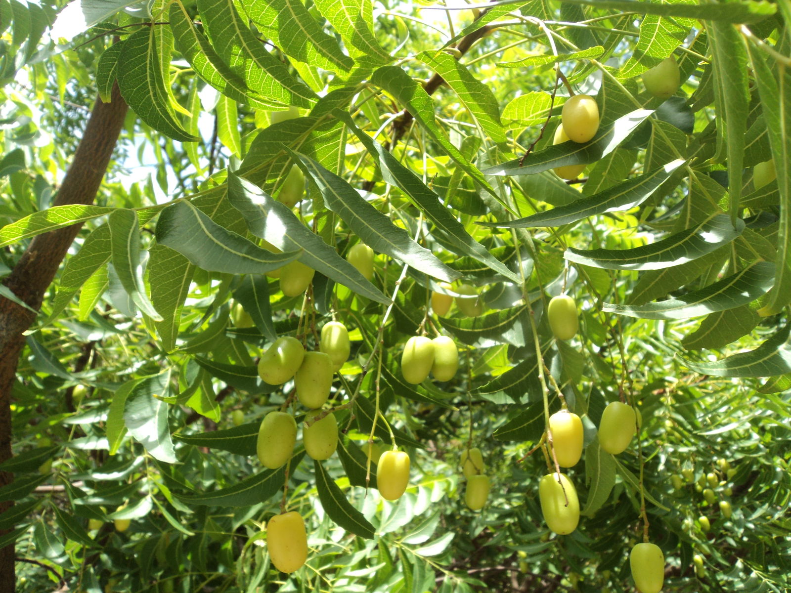 Azadirachta Indica Tree Seeds for Planting
