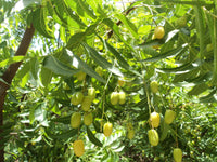Azadirachta Indica Tree Seeds for Planting