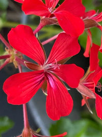 Pelargonium Peltatum Flower seeds for Planting Premium Quality Heirloom & GMO Free Seeds for Home Garden