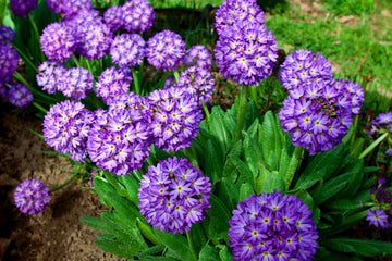 Heirloom Denticulata Flower seeds for Planting Wildflower Mix Heirloom & GMO Free Seeds for Home Garden