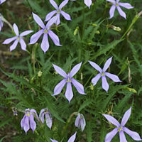 Blue Laurentia Flower seeds for Planting - Vibrant Colors, Heirloom & GMO Free Seeds for Home Garden