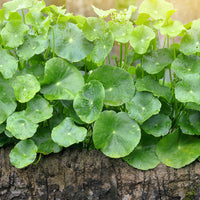Centella Flower seeds for Planting Shade Tolerant Heirloom & GMO Free Seeds for Home Garden 
 
 Sale