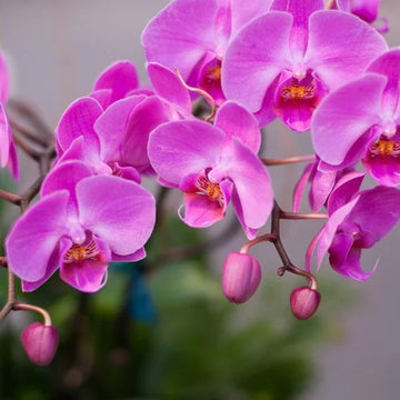 Phalaenopsis Flower seeds for Planting Sun Loving Heirloom & GMO Free Seeds for Home Garden