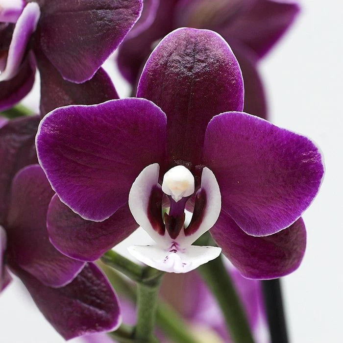 Chocolate Phalaenopsis Orchid Flower seeds for Planting - Perfect for Borders, Heirloom & GMO Free Seeds for Home Garden