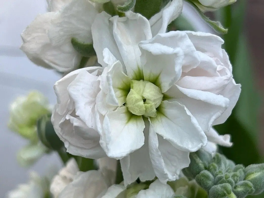 White Matthiola Incana Flower seeds for Planting - Pollinator Friendly, Heirloom & GMO Free Seeds for Home Garden