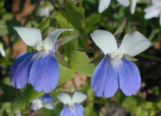 Collinsia Verna Flower Planting Seeds - Vibrant Annual Seeds for Colorful Gardens