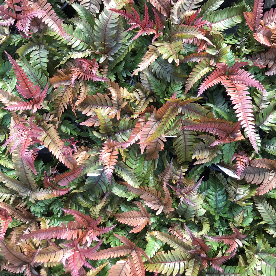 Red Purple Pteris Flower seeds for Planting - Cottage Garden Essential, Heirloom & GMO Free Seeds for Home Garden