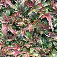 Red Purple Pteris Flower seeds for Planting - Cottage Garden Essential, Heirloom & GMO Free Seeds for Home Garden