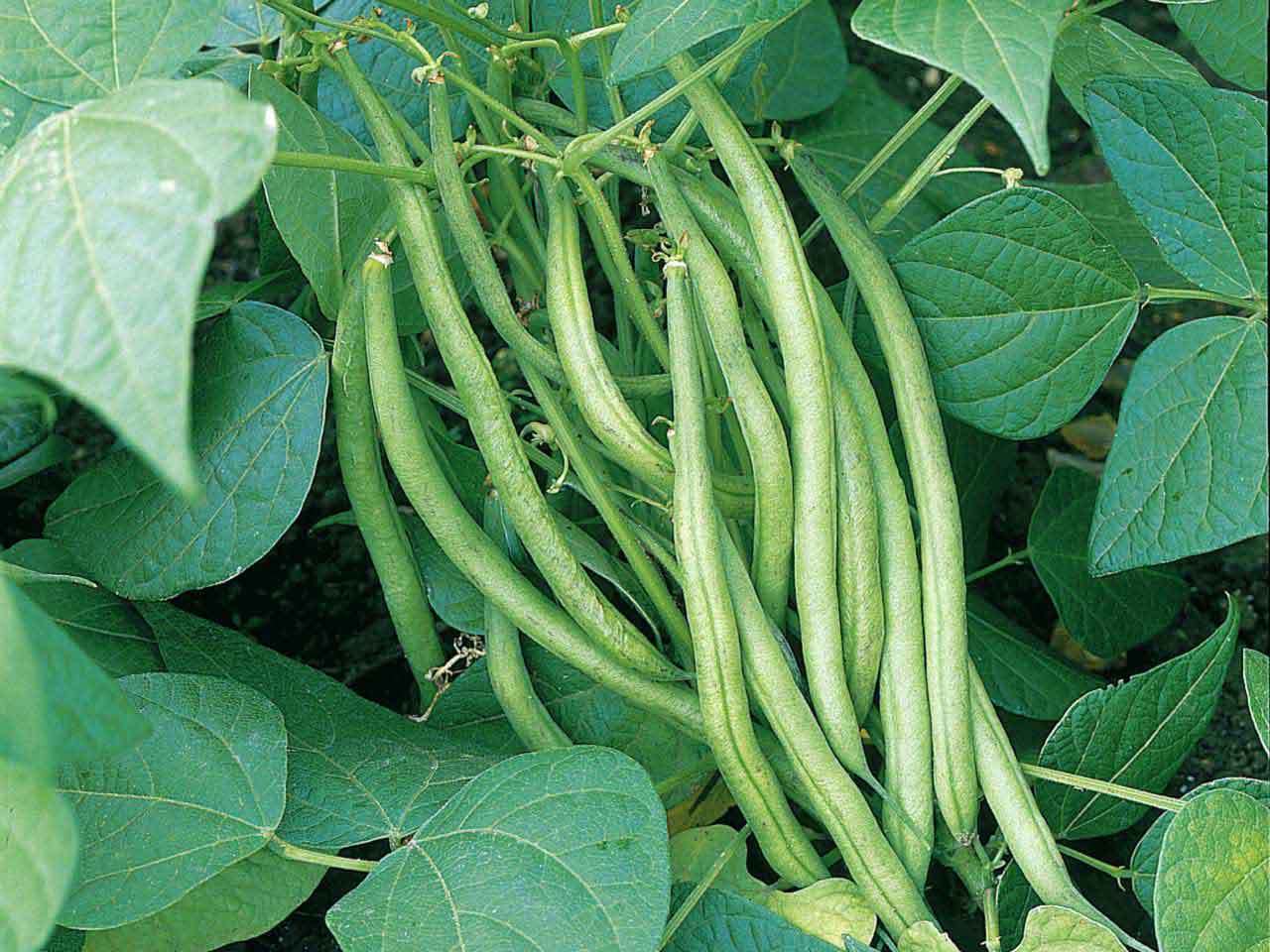 Mixed Pinto Bean Seeds for Garden Planting