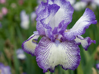 Bearded Flowers in Garden – Vibrant and Distinctive Petals