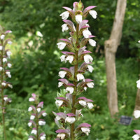 Bear’s Breeches Red & White Flower Seeds for Planting