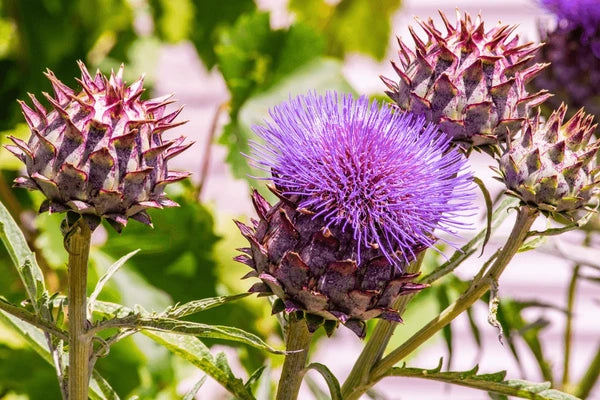 Cynara Flower seeds for Planting Compact Growth Heirloom & GMO Free Seeds for Home Garden