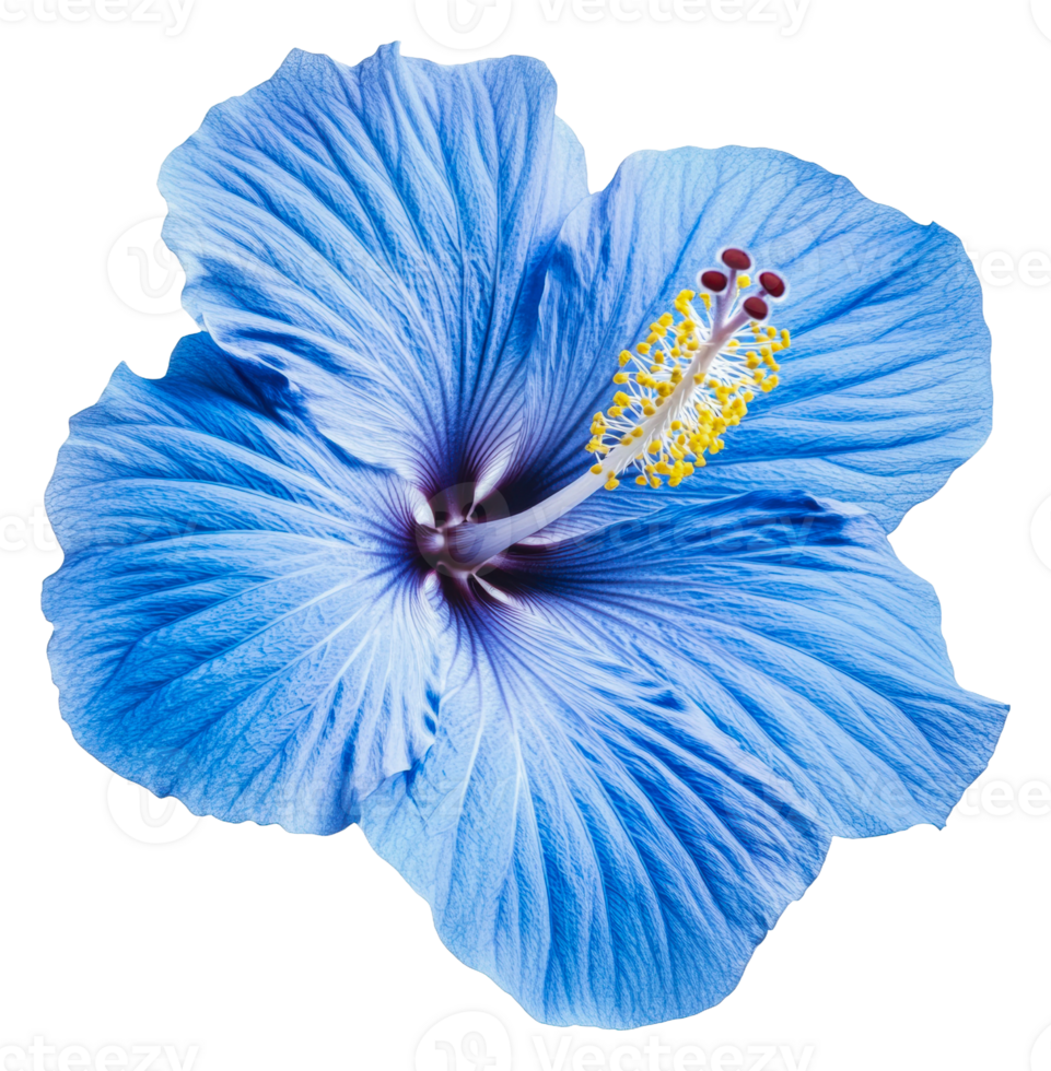 Blue Hibiscus Flower seeds for Planting Bright Blossoms Heirloom & GMO Free Seeds For Home Garden 
 
 Sale