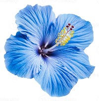 Blue Hibiscus Flower seeds for Planting Bright Blossoms Heirloom & GMO Free Seeds For Home Garden 
 
 Sale