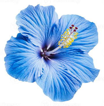 Blue Hibiscus Flower seeds for Planting Bright Blossoms Heirloom & GMO Free Seeds For Home Garden 
 
 Sale
