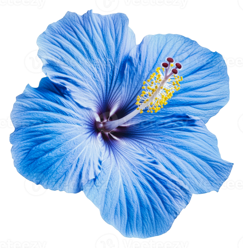 Blue Hibiscus Flower seeds for Planting Bright Blossoms Heirloom & GMO Free Seeds For Home Garden 
 
 Sale
