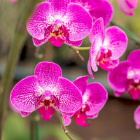 Mixed Phalaenopsis Orchid Flower seeds for Planting - Colorful Display, Heirloom & GMO Free Seeds for Home Garden