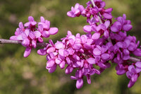 Pink Canadensis Flower seeds for Planting Low Maintenance Heirloom & GMO Free Seeds for Home Garden 
 
 Sale