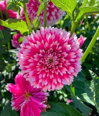 Swan Island Dahlia Flower seeds for Planting Cut Flower Favorite Heirloom & GMO Free Seeds for Home Garden
 
 Sale