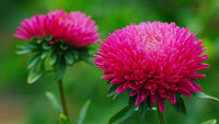 Aster Flower seeds for Planting, Easy to Grow Heirloom & GMO Free Seeds for Home Garden
