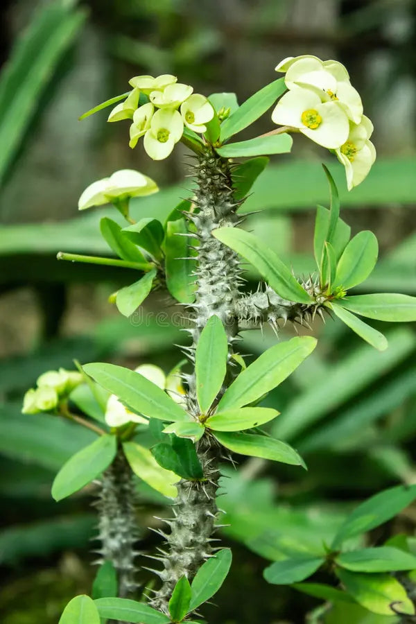 Green Euphorbia Duranii Flower seeds for Planting - Compact Growth, Heirloom & GMO Free Seeds for Home Garden