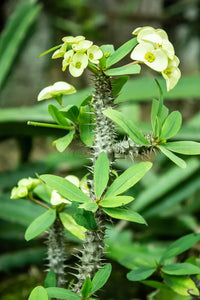 Green Euphorbia Duranii Flower seeds for Planting - Compact Growth, Heirloom & GMO Free Seeds for Home Garden
