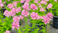 Pink Nemesia Poetry Seeds for Planting - Easy to Grow Flower Seeds for Stunning Spring Garden Blooms