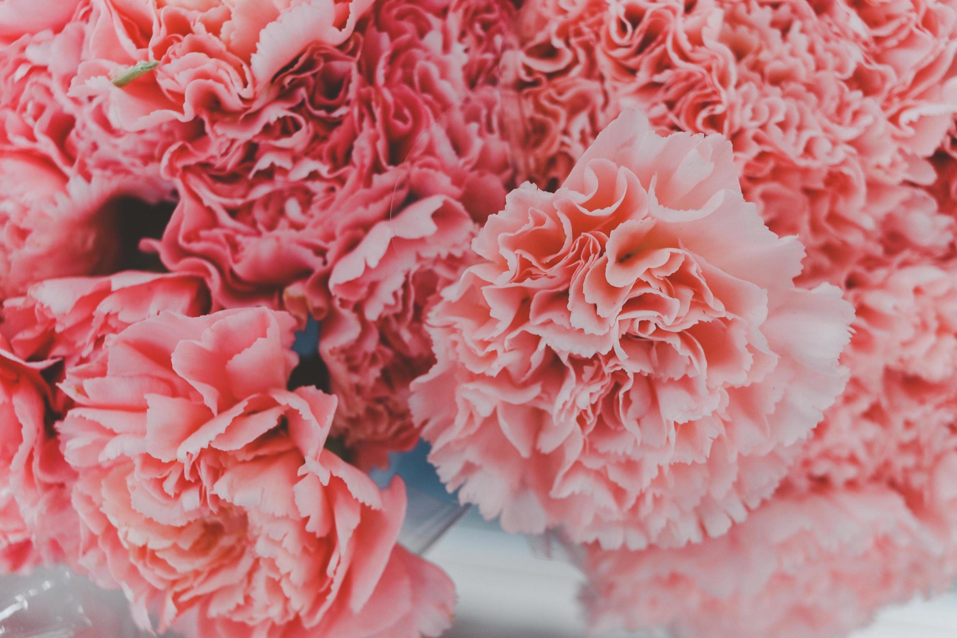 Carnation Flower seeds for Planting Seasonal Bloomer Heirloom & GMO Free Seeds for Home Garden