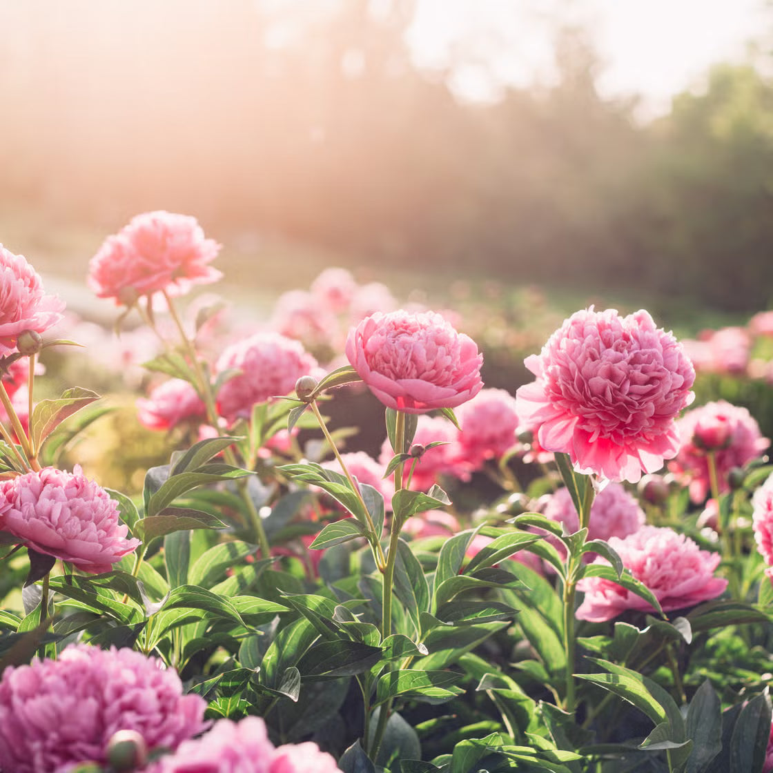 Perennial Flower seeds for Planting Cottage Garden Essential Heirloom & GMO Free Seeds for Home Garden
