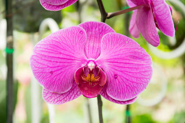 Butterfly Orchid Flower seeds for Planting - Bright Blooms, Heirloom & GMO Free Seeds for Home Garden