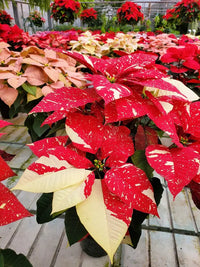 Mixed Poinsettia Flower seeds for Planting - Garden Favorite, Heirloom & GMO Free Seeds for Home Garden