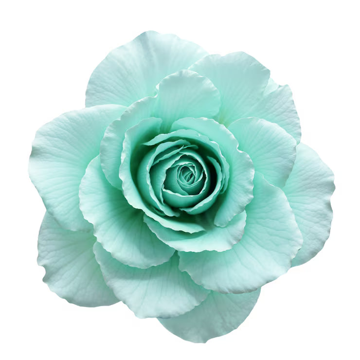 Sea Green Rose Flower Planting - Seeds for Exquisite Blossoms in Your Garden