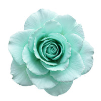 Sea Green Rose Flower Planting - Seeds for Exquisite Blossoms in Your Garden