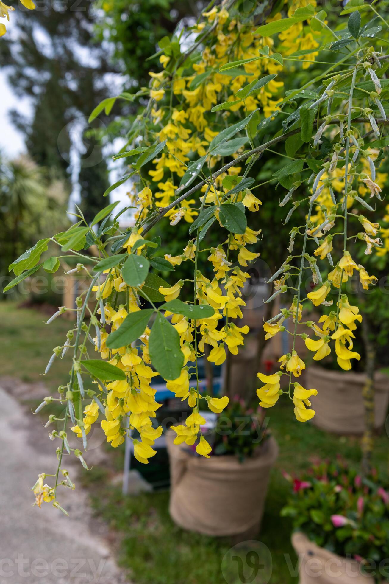 Yellow Wisteria Flower seeds for Planting Long Bloom Season Heirloom & GMO Free Seeds for Home Garden 
 
 Sale