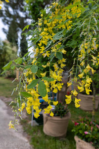 Yellow Wisteria Flower seeds for Planting Long Bloom Season Heirloom & GMO Free Seeds for Home Garden 
 
 Sale