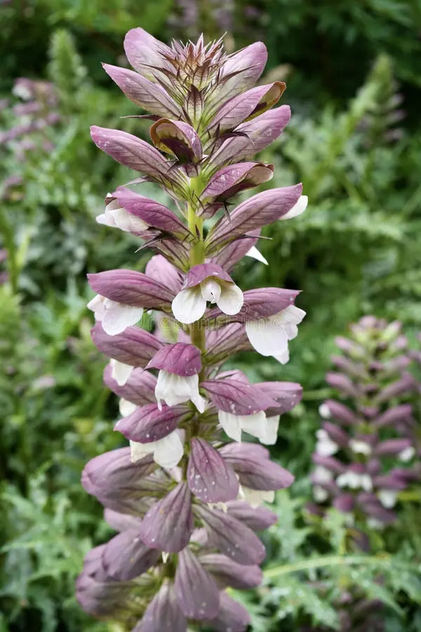 Spiny Acanthus Flowers Seeds