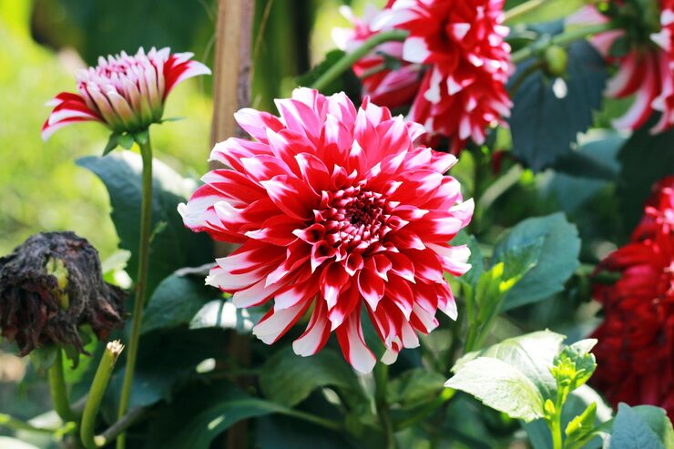 White and Red Chrysanthemum Flower seeds for Planting - Fragrant Blossoms, Heirloom & GMO Free Seeds for Home Garden