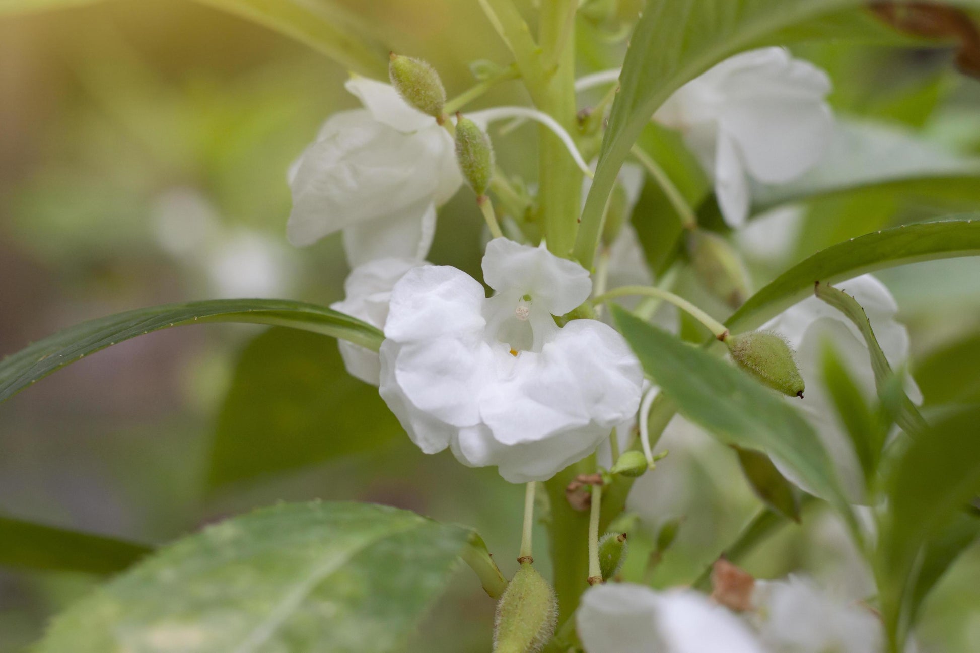 White Balsam Flower Seeds for Planting Bright Blooms Heirloom & GMO Free Seeds for Home Garden
 
 Sale