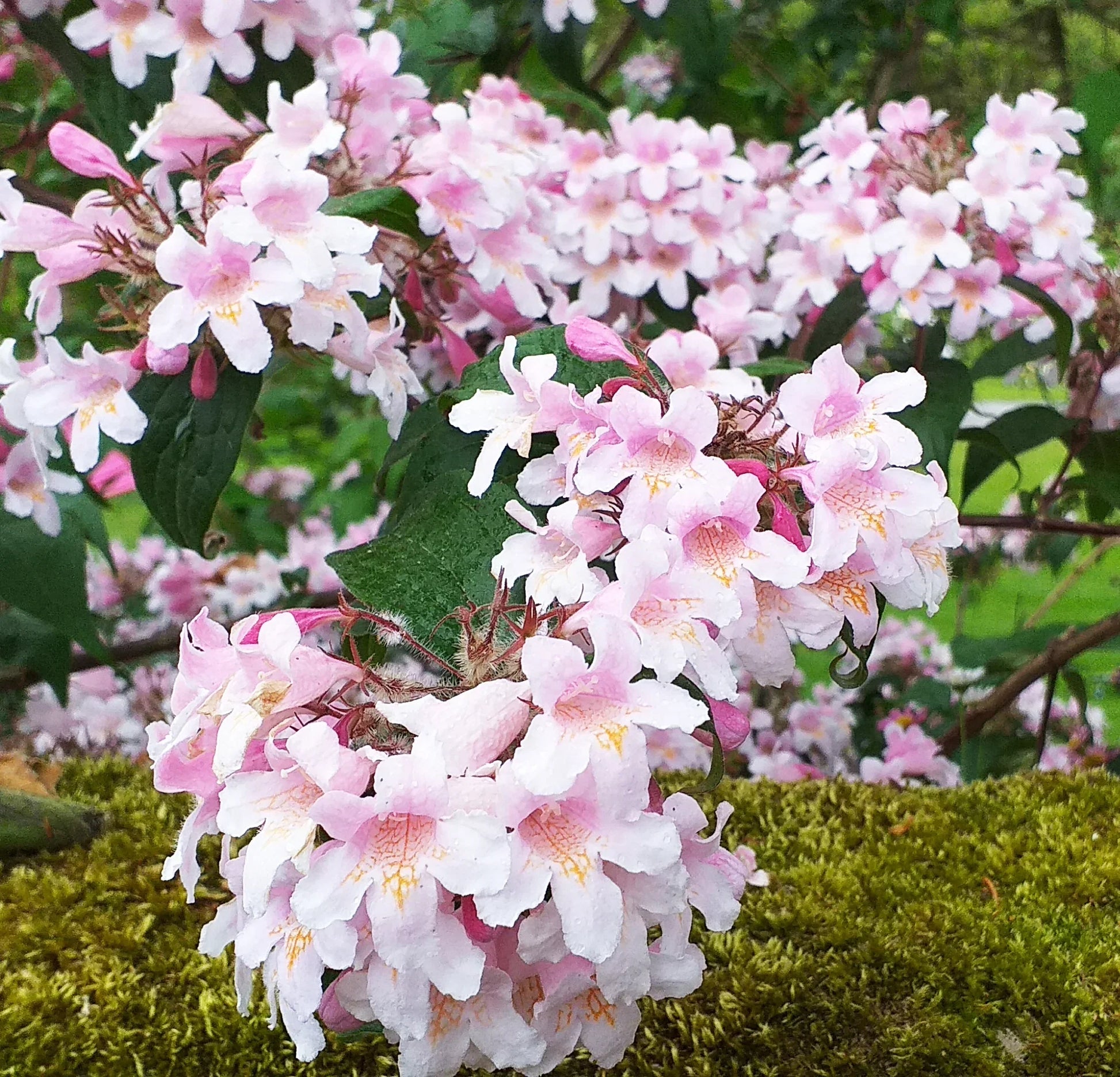 Beautybush Flower Seeds for Planting – Elegant Pink Blooms
