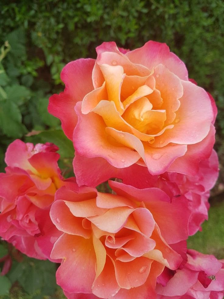 Pink Yellow Rose Flower seeds for Planting - Vibrant Colors, Heirloom & GMO Free Seeds for Home Garden