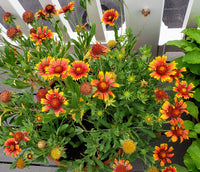 Blanket Flower Gaillardia Seeds for Easy Planting