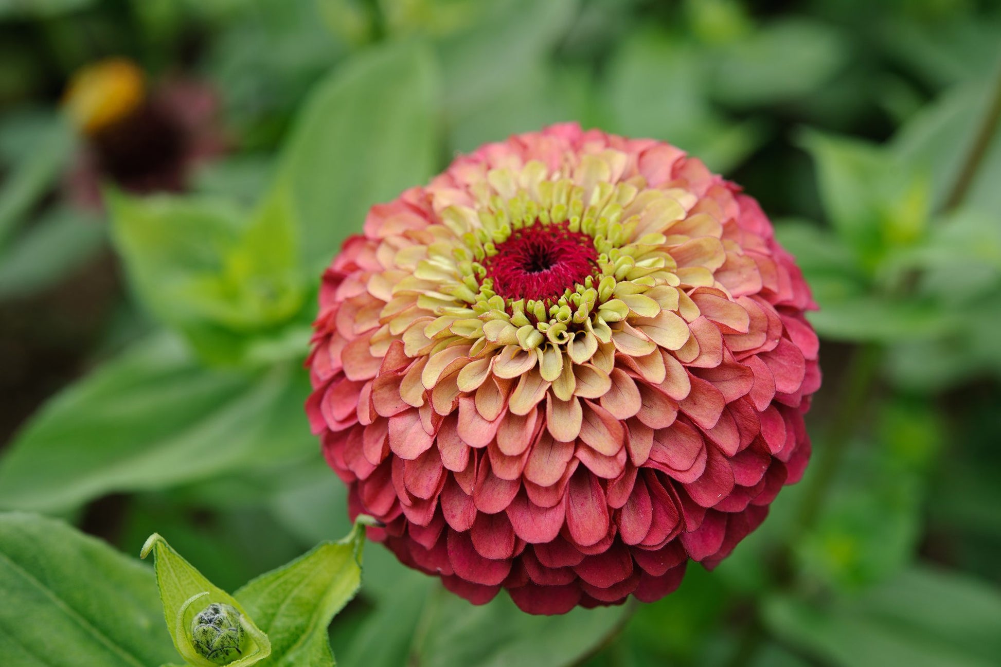 Queeny Lime Red Zinnia Flower seeds for Planting Shade Tolerant Heirloom & GMO Free Seeds for Home Garden