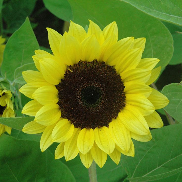 Light Yellow SunFlower seeds for Planting Sun Loving Heirloom & GMO Free Seeds for Home Garden 
 
 Sale