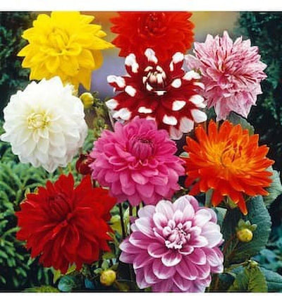 100 Pcs