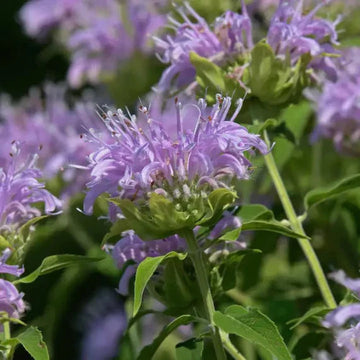Lavender Beebal Flower seeds for Planting - Perfect for Borders, Heirloom & GMO Free Seeds for Home Garden
 
 Sale seeds for planting in home garden