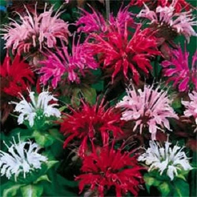 100 Pcs