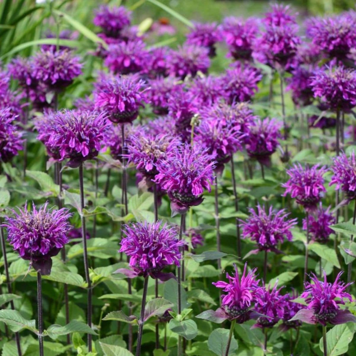 Beebalm Flower seeds for Planting Garden Favorite Heirloom & GMO Free Seeds for Home Garden