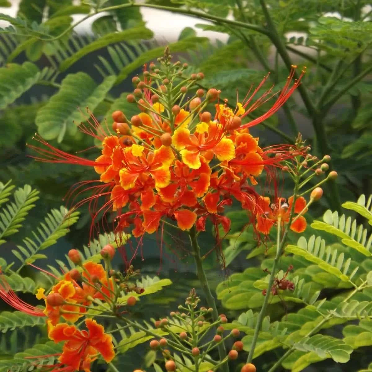 Caesalpinia Pulcherrima Flower seeds for Planting - Sun Loving, Heirloom & GMO Free Seeds for Home Garden