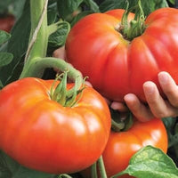 Freshly harvested Beefsteak Tomatoes from garden