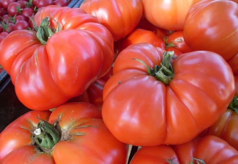 Mature Beefsteak Tomato plant in vegetable patch